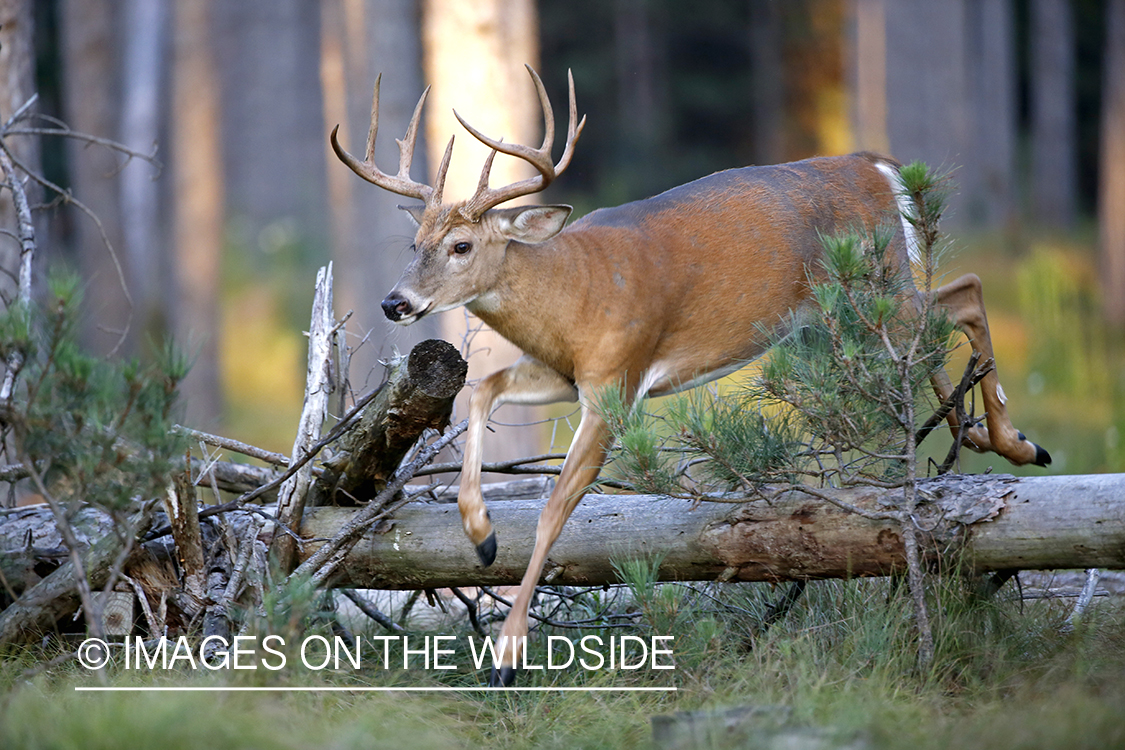 White-tailed buck jumping over log.