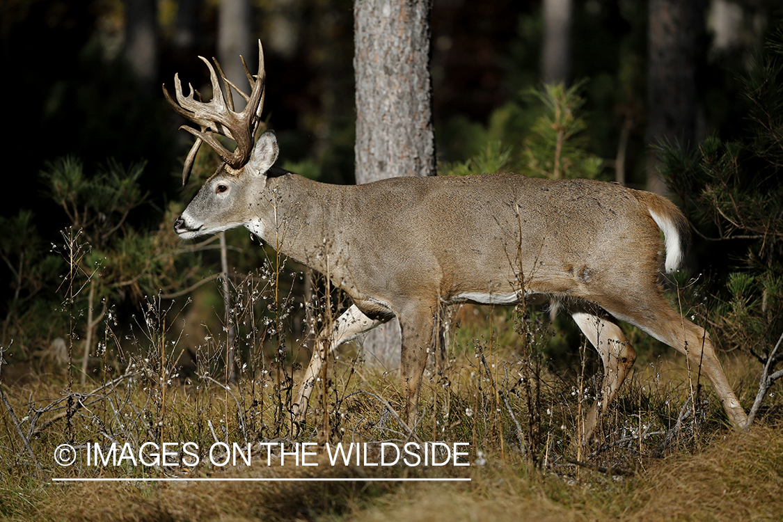 White-tailed buck in woods.