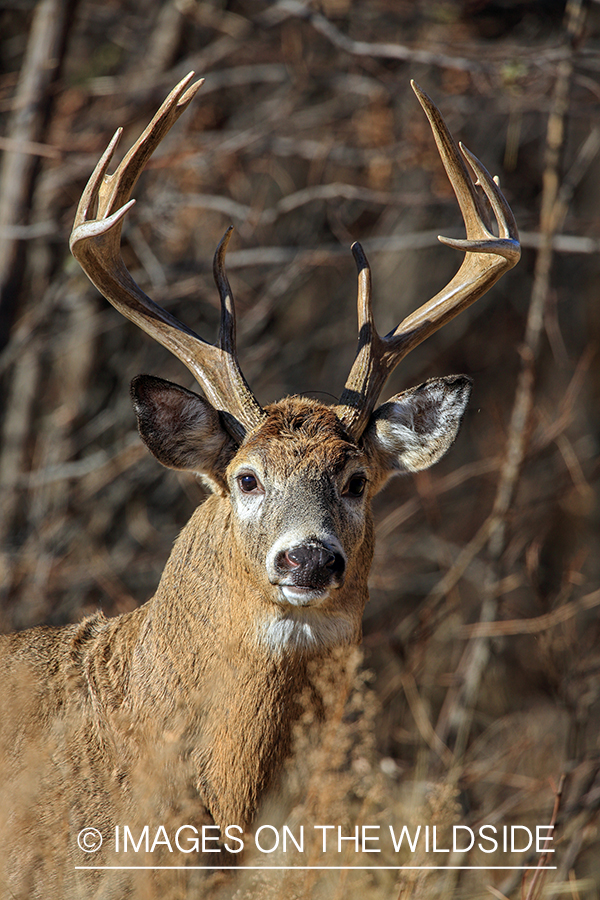 White-tailed buck in tree line.