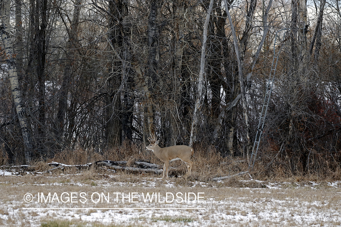 White-tailed buck under tree stand.