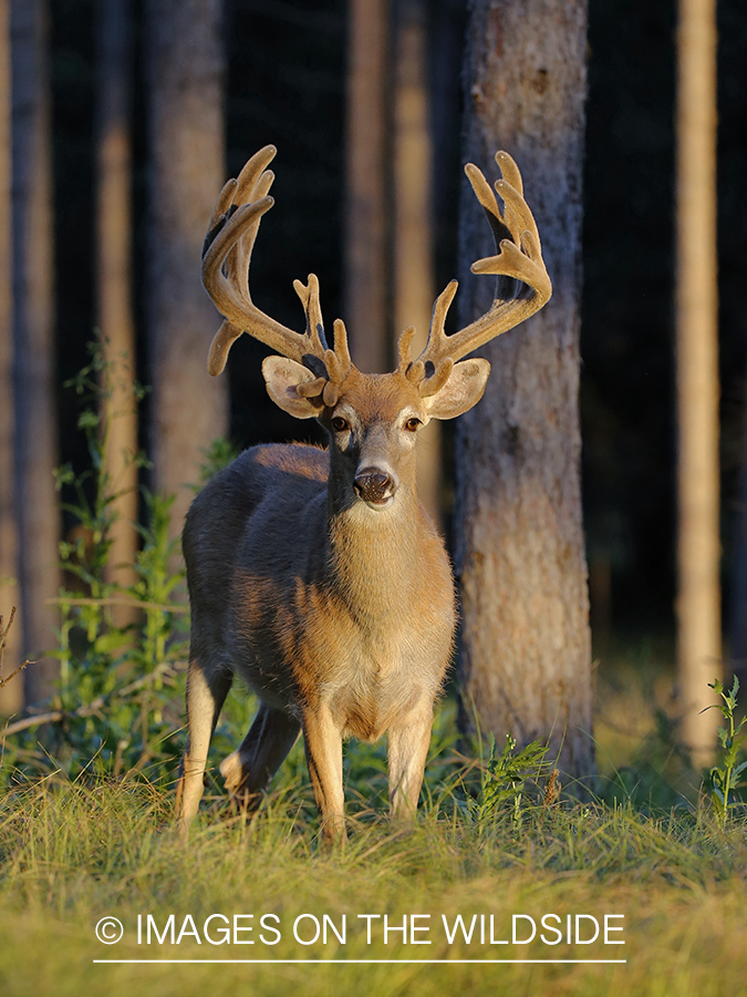 White-tailed buck in velvet.