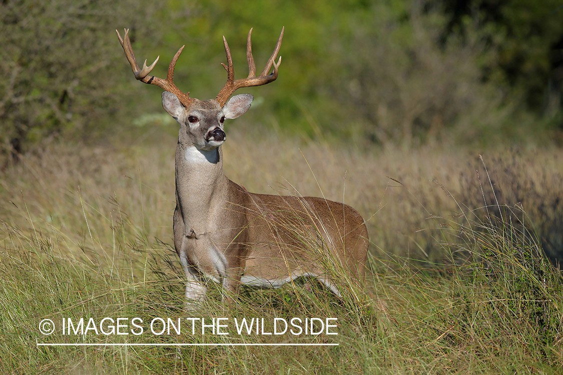 White-tailed deer.