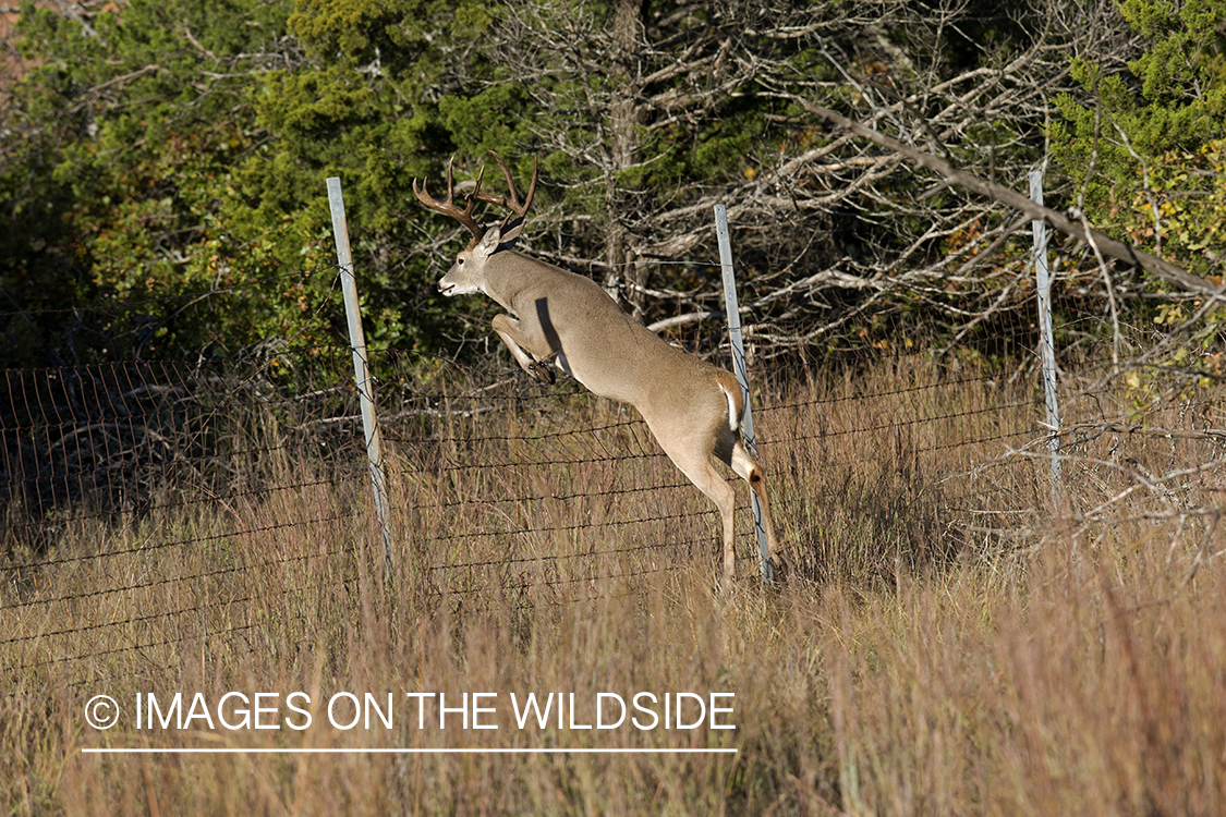 White-tailed buck jumping.