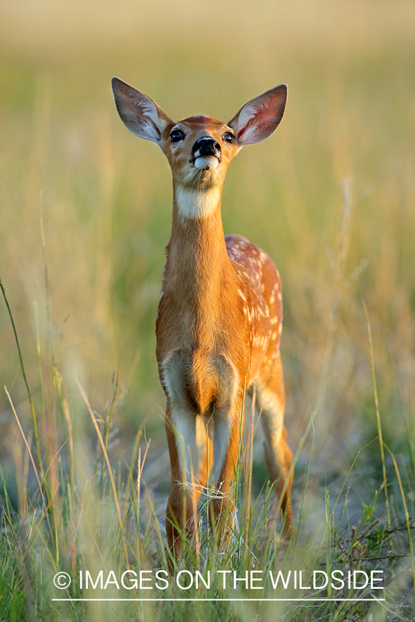 White-tailed fawn in field.