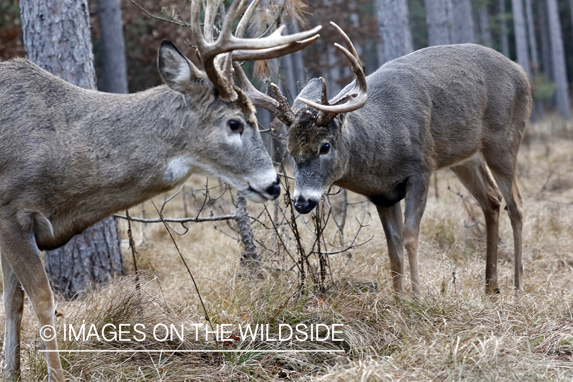 White-tailed bucks in field.