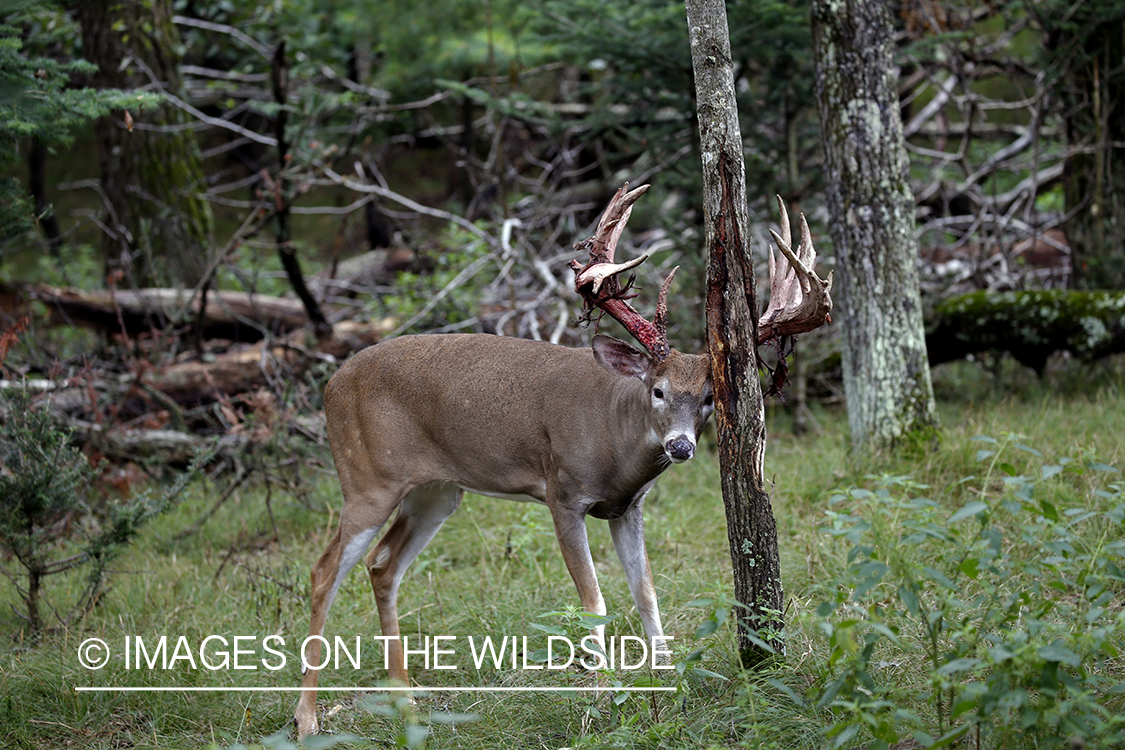 White-tailed buck in the rut.