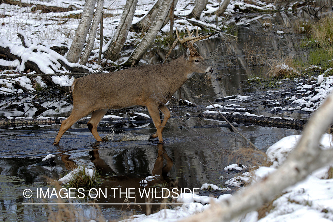 White-tailed buck in water.