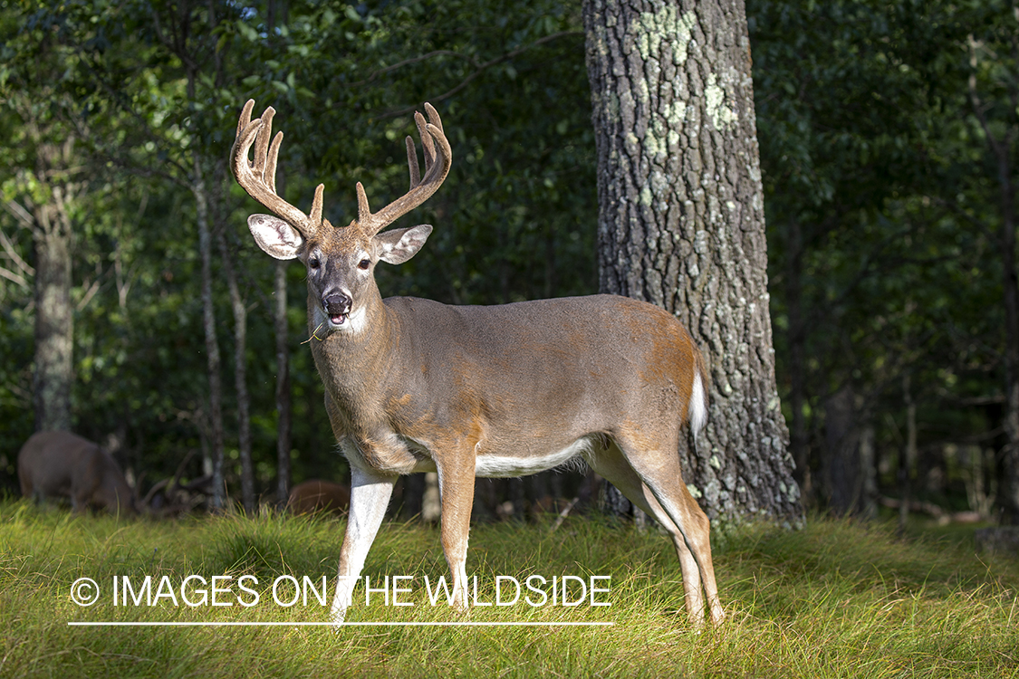 White-tailed buck in Velvet.