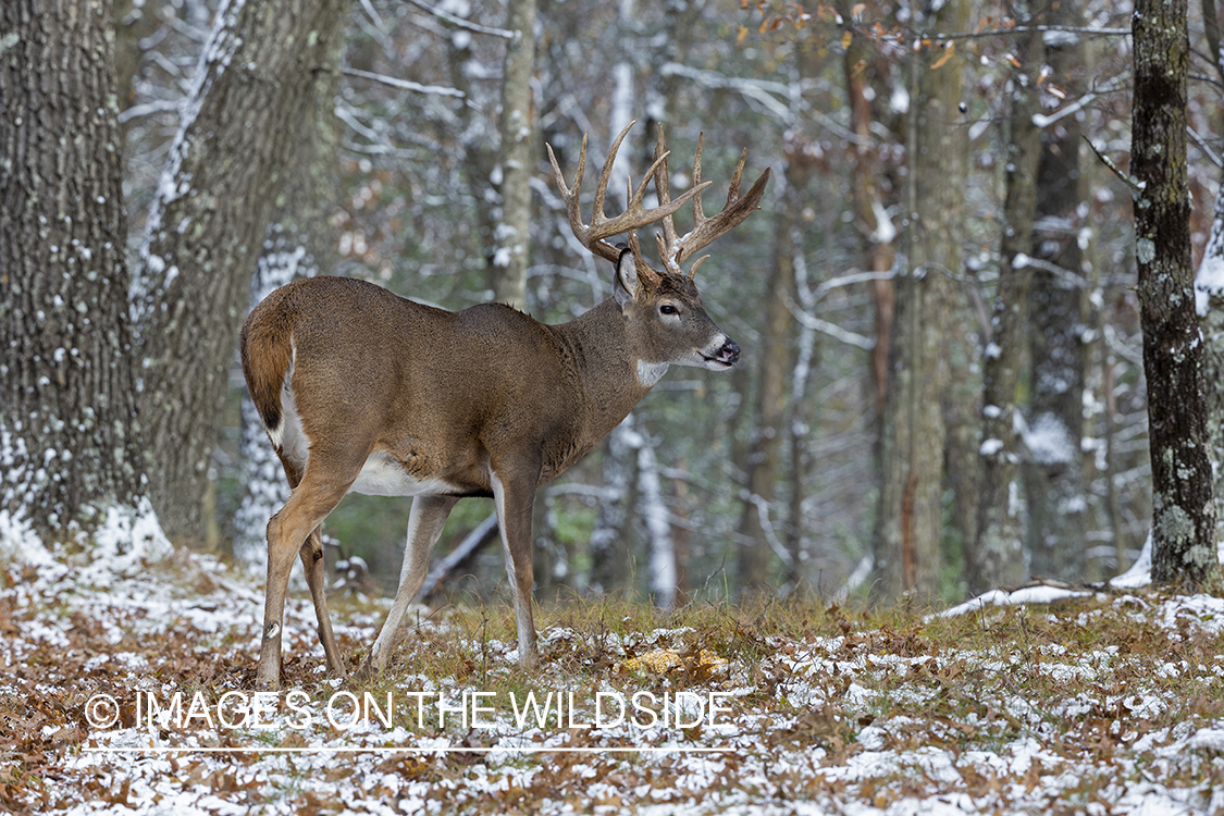 White-tailed buck in field.