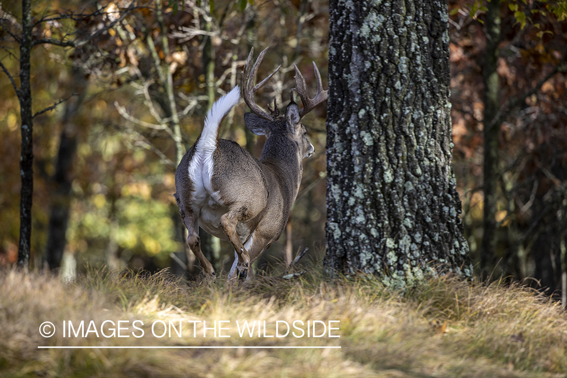 White-tailed buck running.