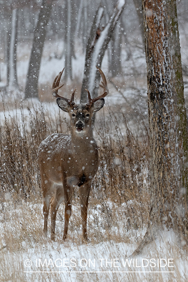 White-tailed buck in habitat.