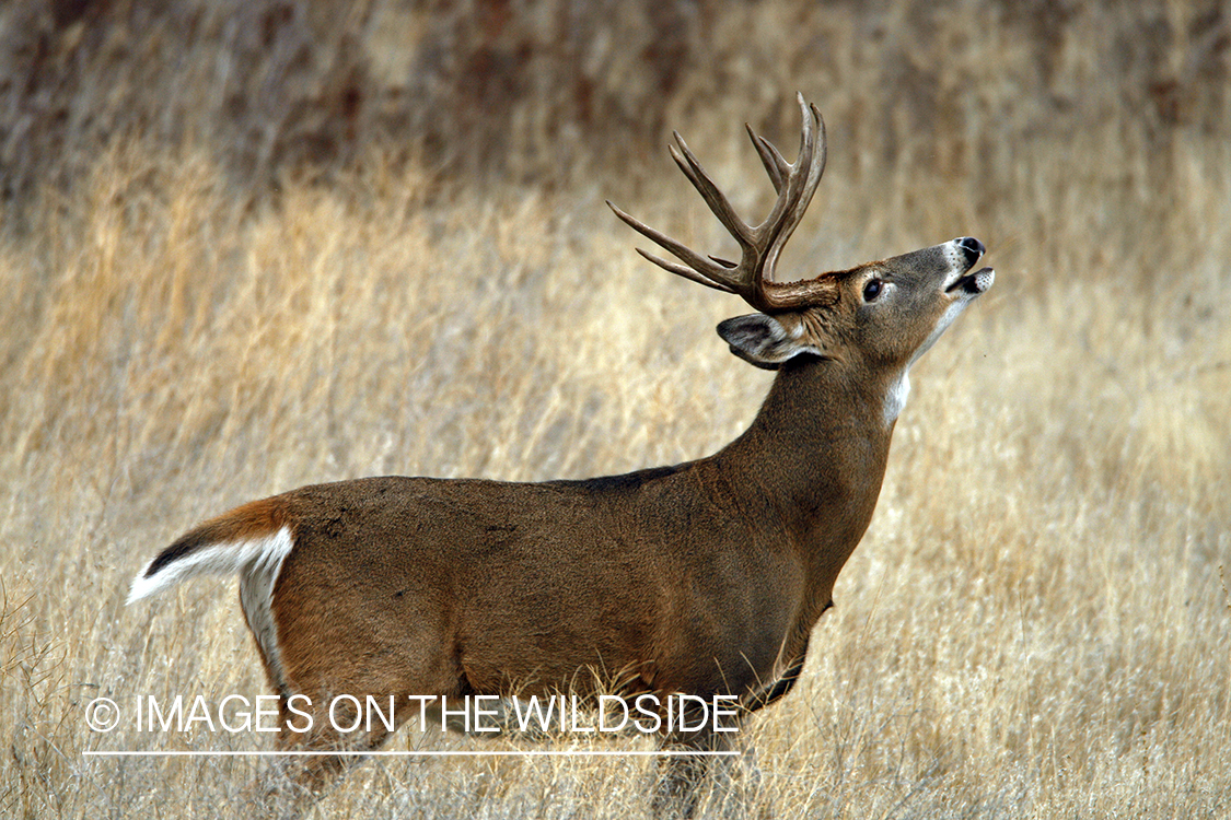 White-tailed deer in habitat