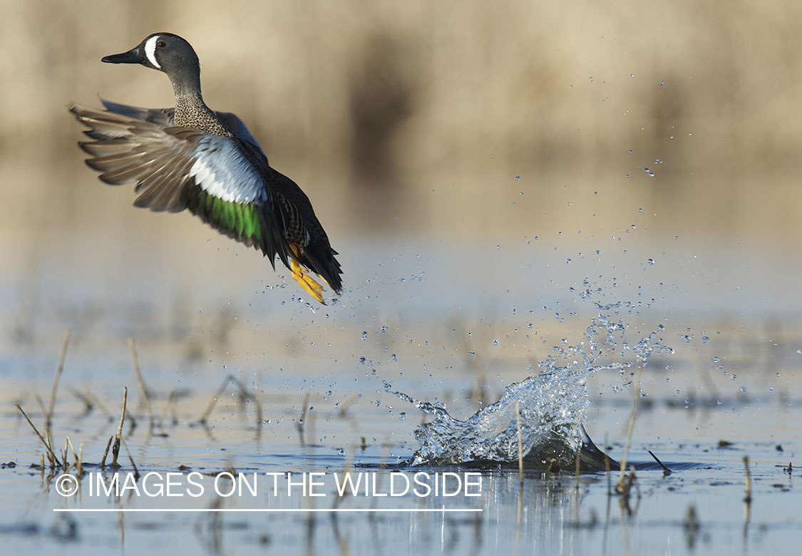 Blue-winged Teal taking flight.