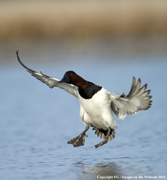 Canvasback landing on water. 