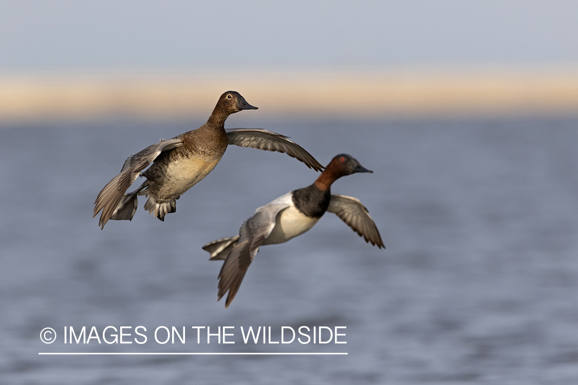 Canvasbacks in flight.