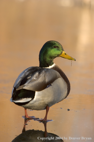 Mallard drake on ice.