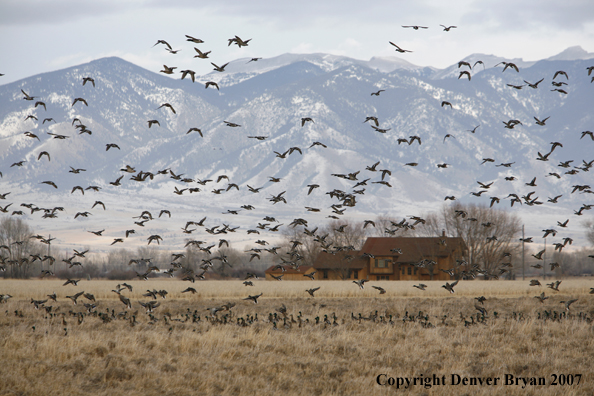 Mallard flock