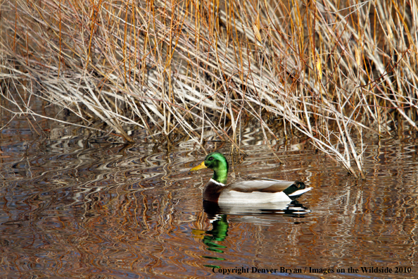 Mallard drake on water