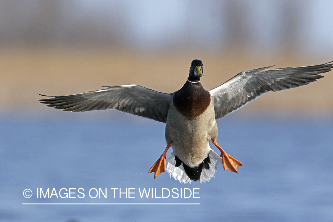 Mallard drake in flight.