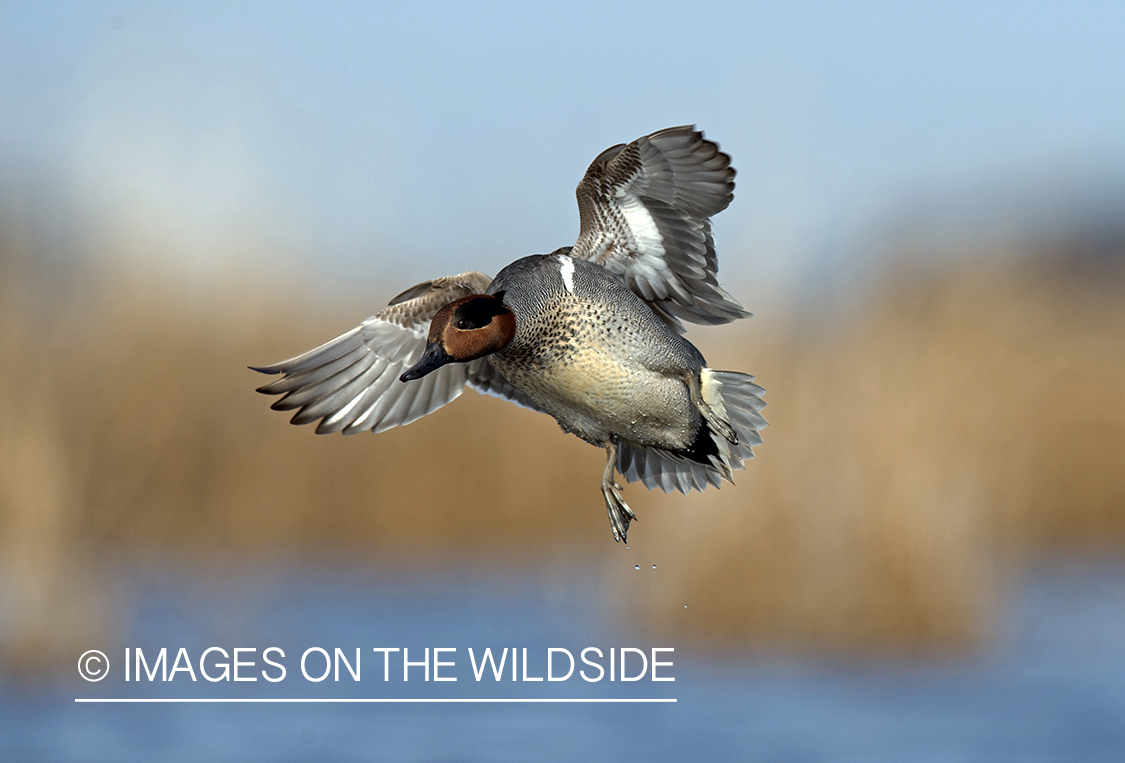 Green-winged Teal in flight.