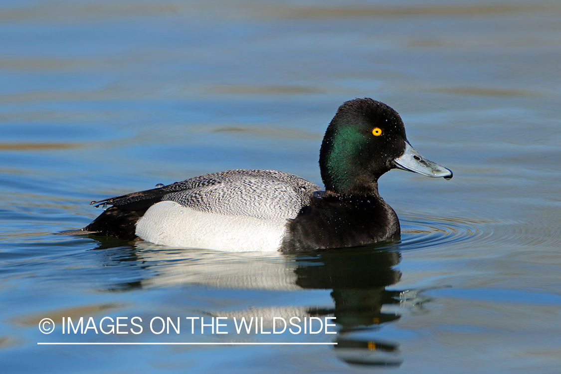 Lesser Scaup Drake