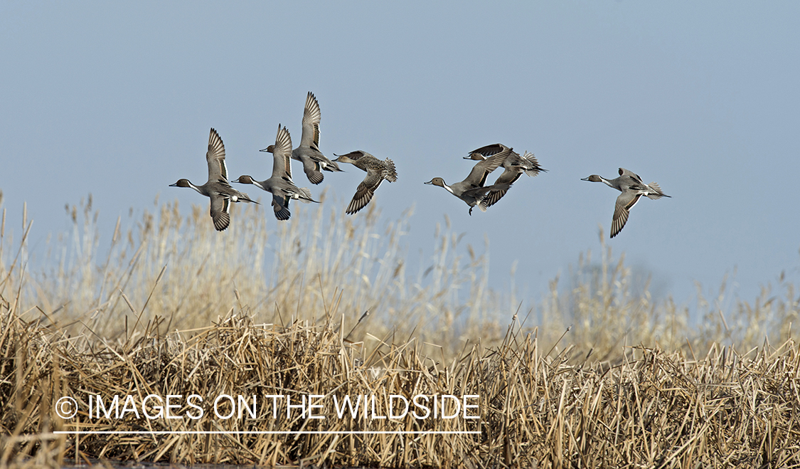 Pintails in flight.