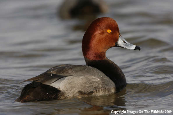 Redhead Drake