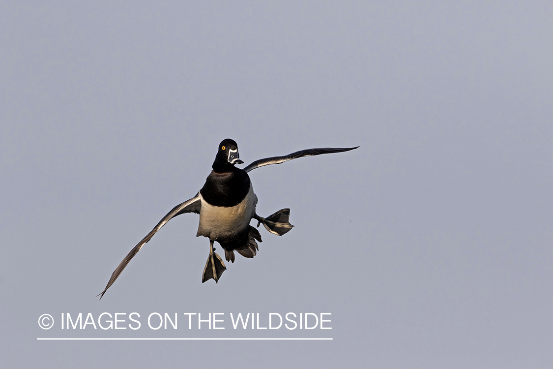 Ring-necked duck in flight.