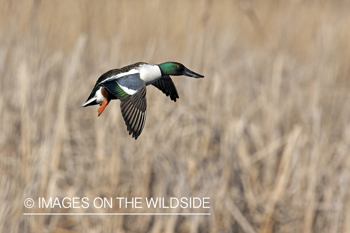 Shoveler duck in flight.