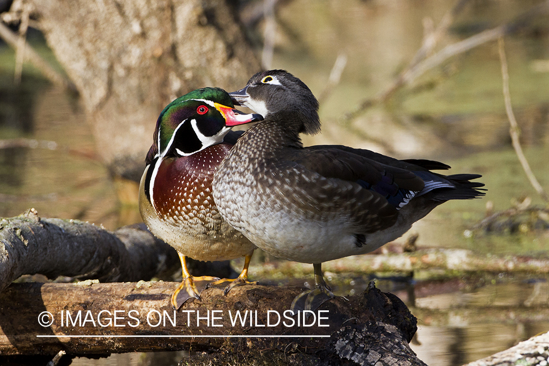 Wood Duck pair in habitat.