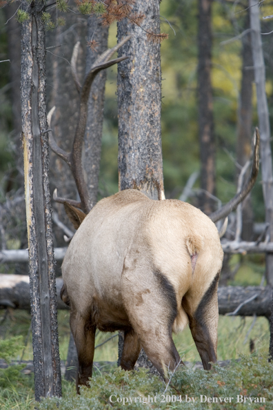 Rocky Mountain bull elk scraping tree.