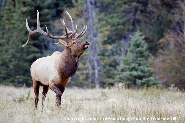 Elk in habitat