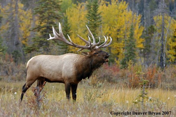 Rocky Mountain Elk bugling