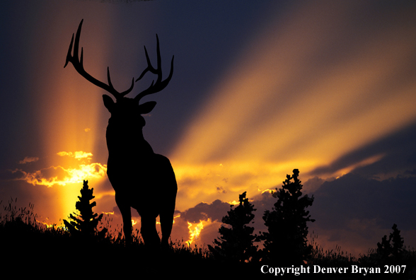 Rocky Mountain Elk silhouette