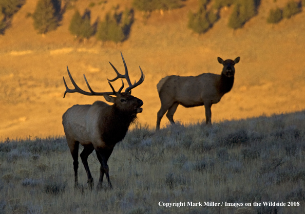 Rocky Mountain Elk in habitat