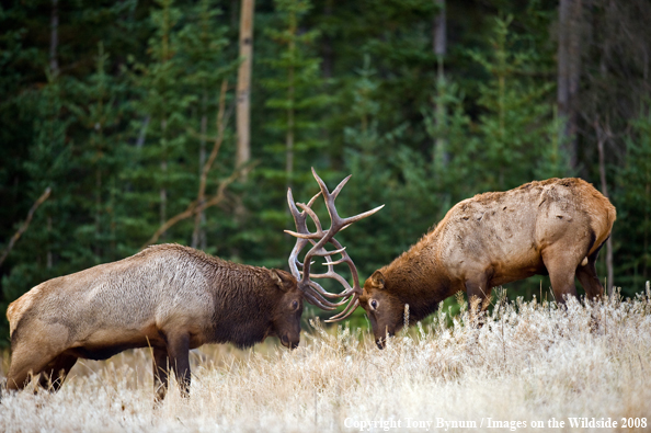 Bull Elk fighting