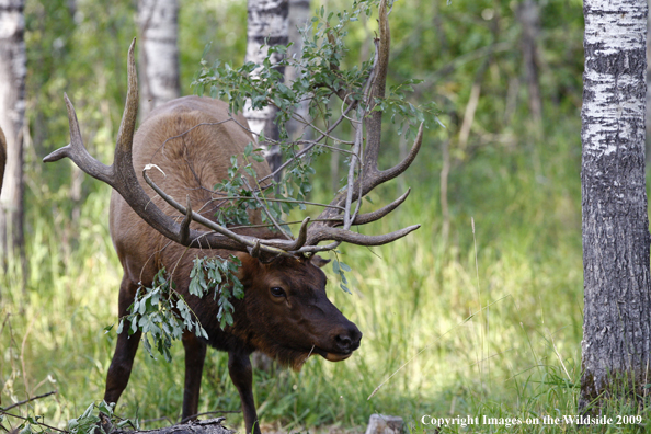 Rocky Mountain Bull Elk