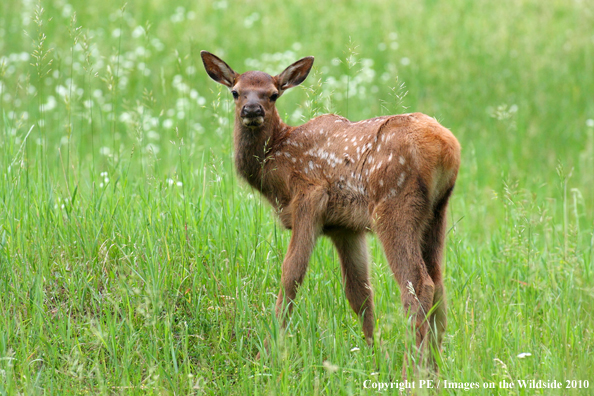 Elk calf in habitat. 