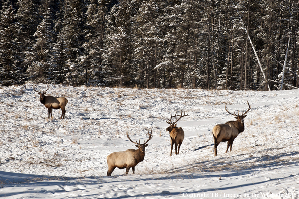 Rocky Mountain elk in habitat. 