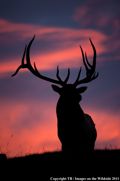 Rocky Mountain bull elk at sunset. 