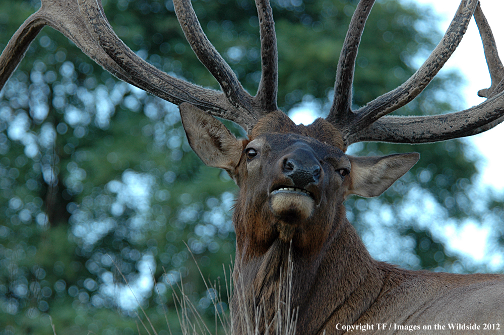 Rock Mountain Elk in habitat. 