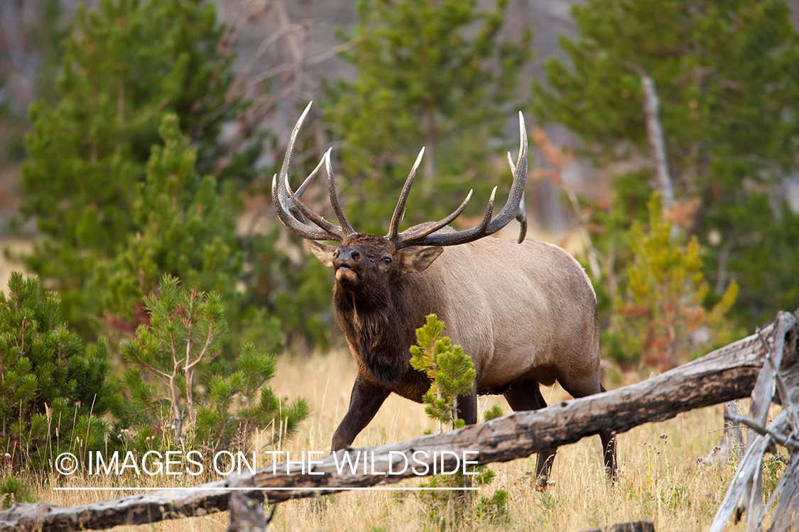 Rocky Mountain Elk in habitat.