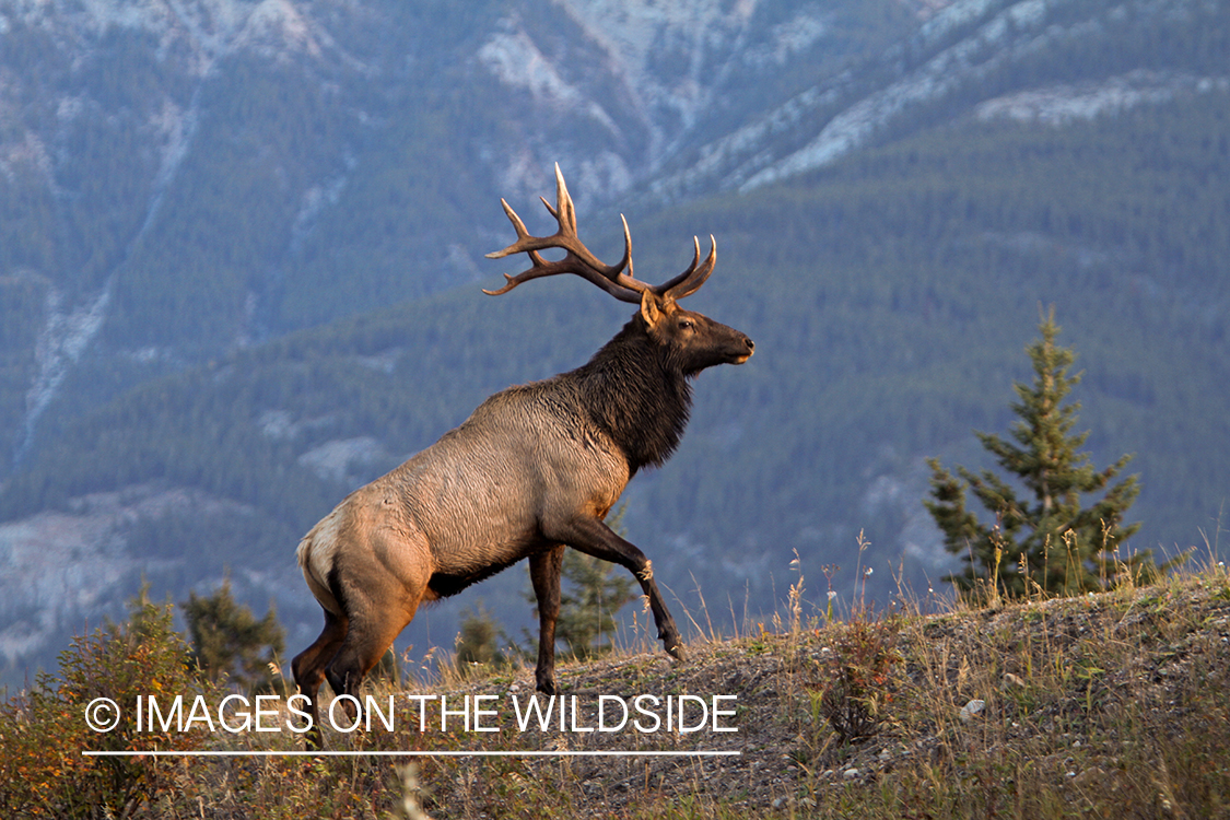 Rocky Mountain Bull Elk in habitat.