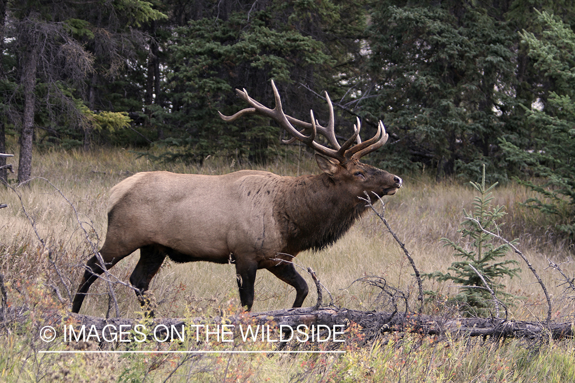 Rocky Mountain Bull Elk in habitat.