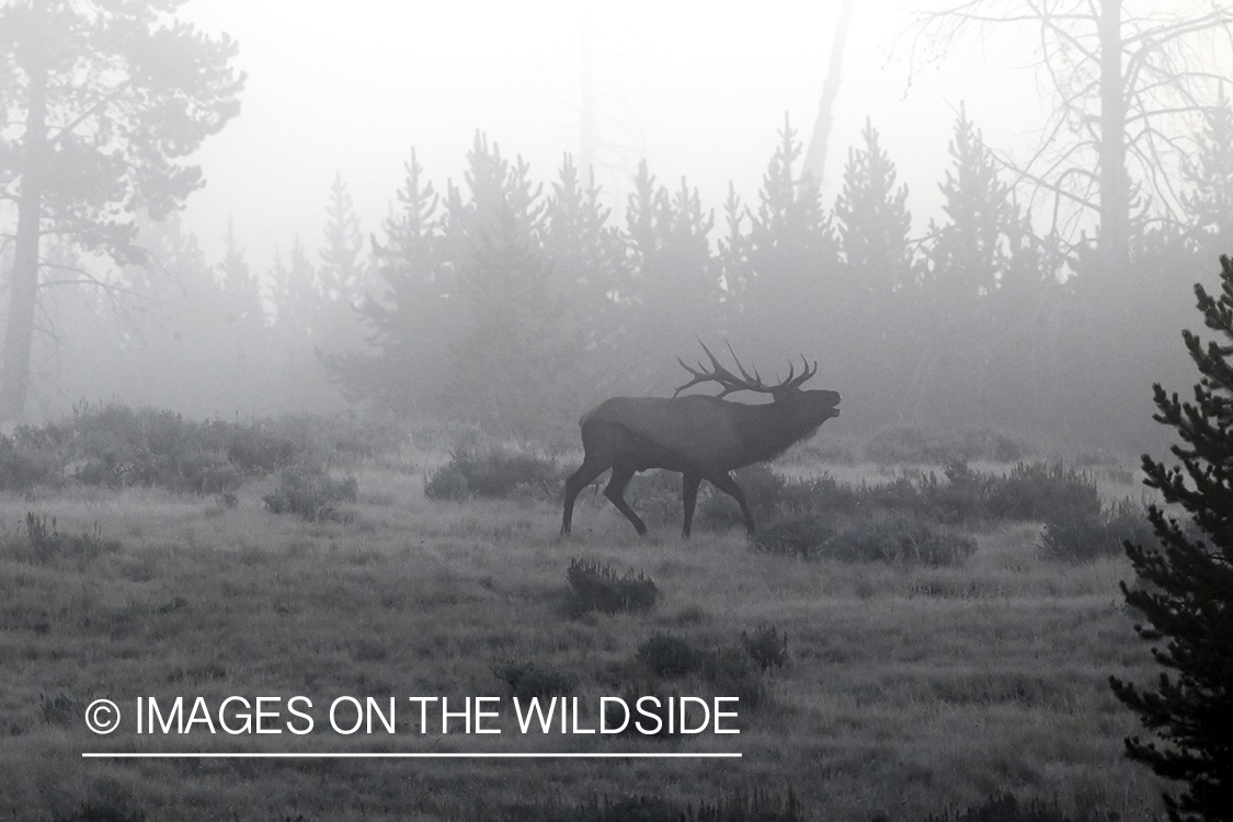 Rocky Mountain Bull Elk bugling in habitat.