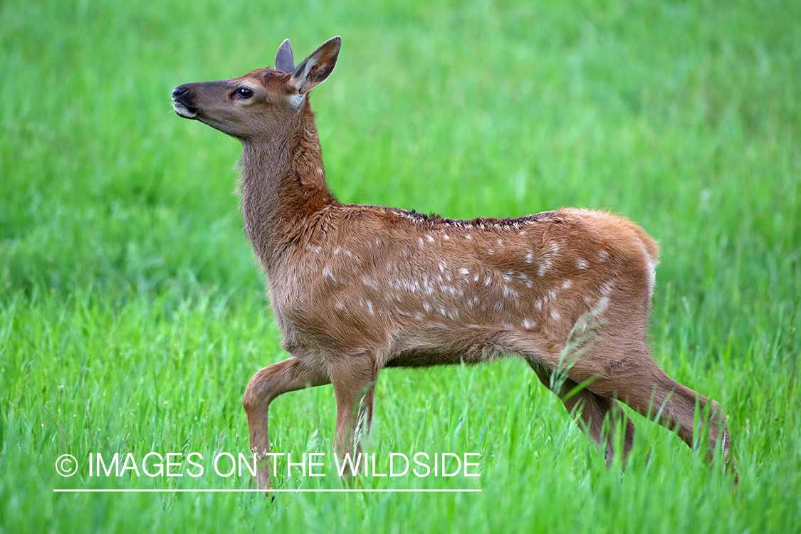 Rocky Mountain Elk Calf.