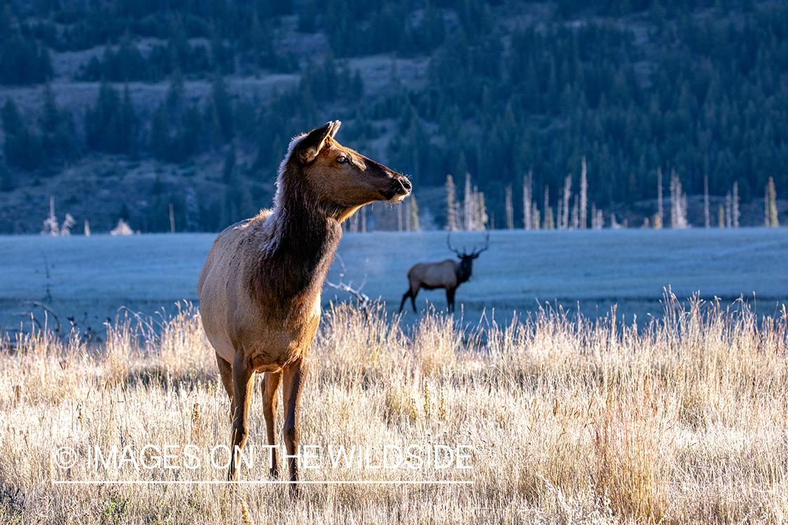 Cow elk in autumn habitat.