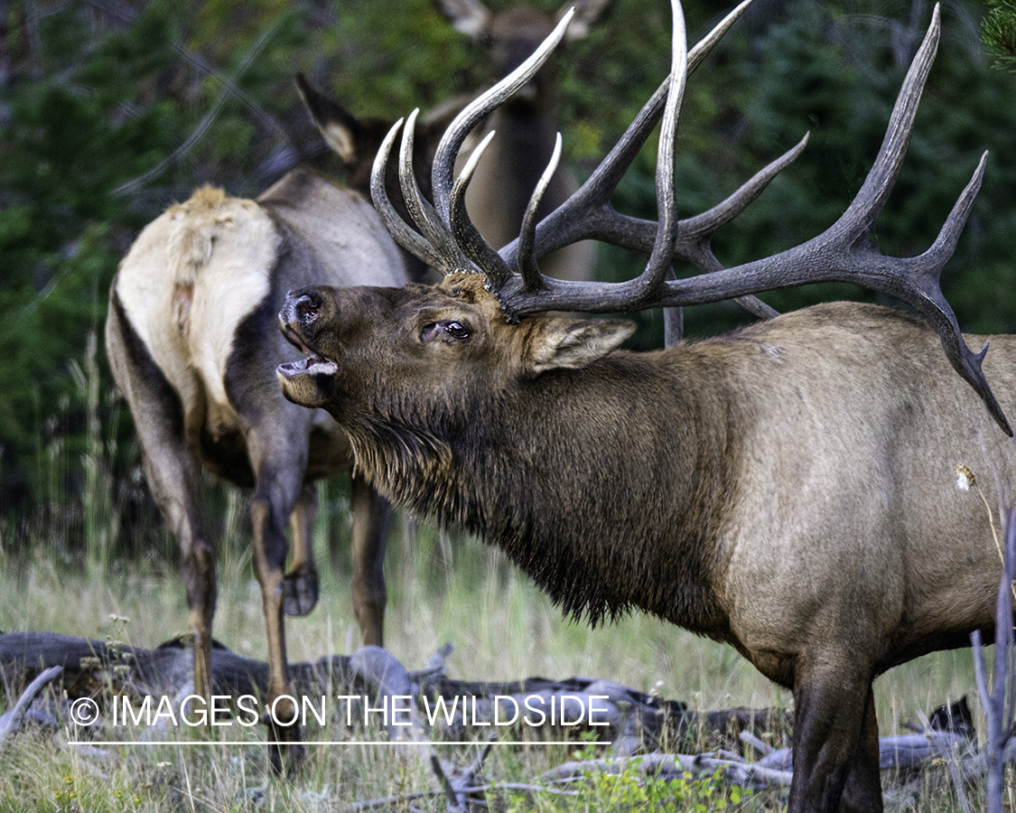 Bull elk bugling.