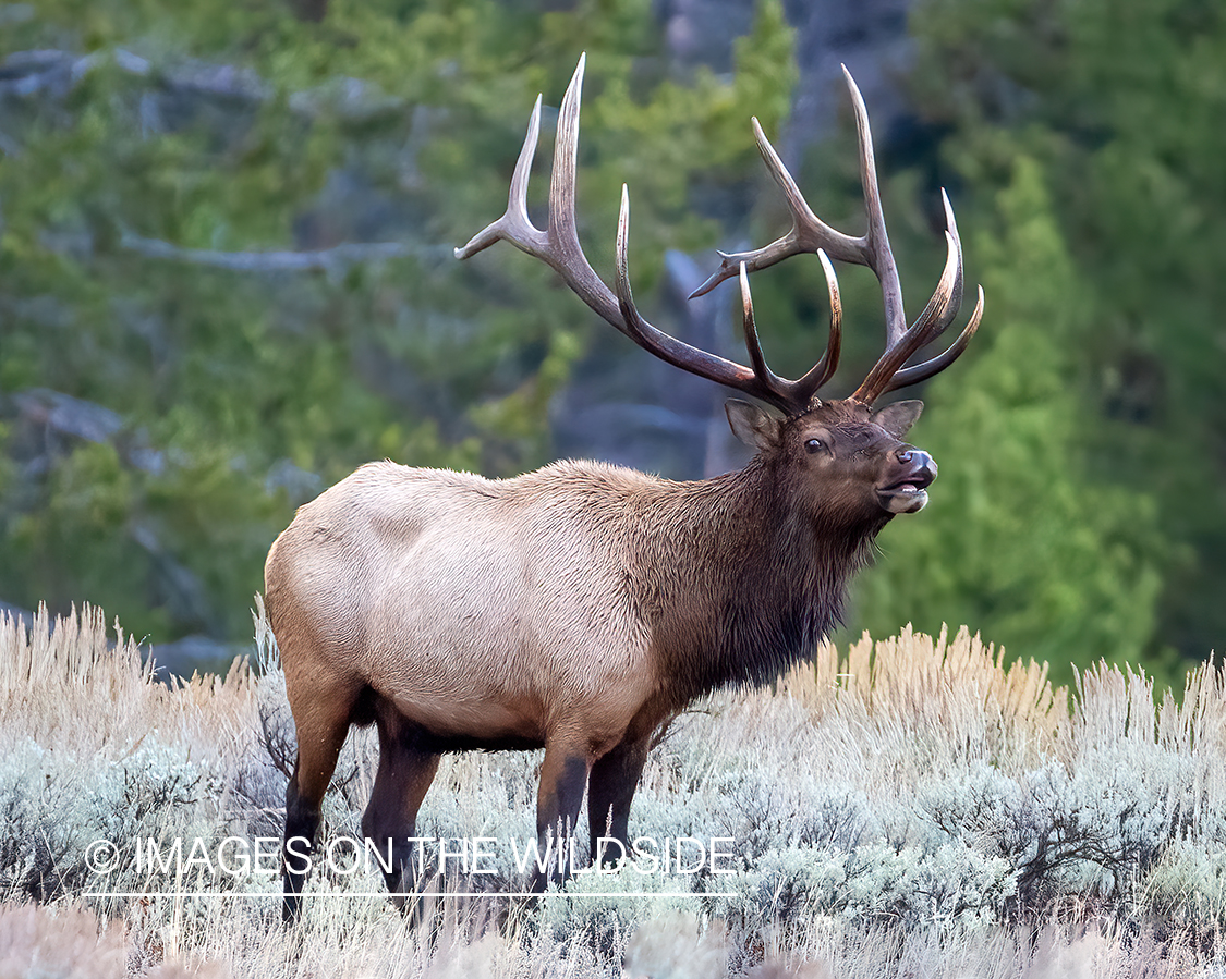 Bull elk in habitat.