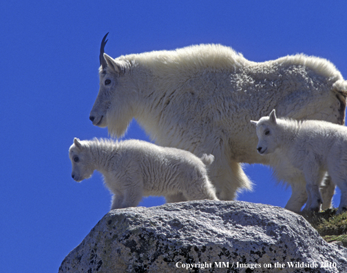 Rocky Mountain Goat with Kids